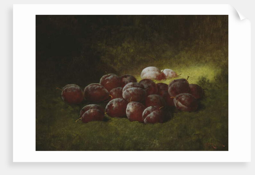 Purple Plums, 1895 by Carducius Plantagenet Ream
