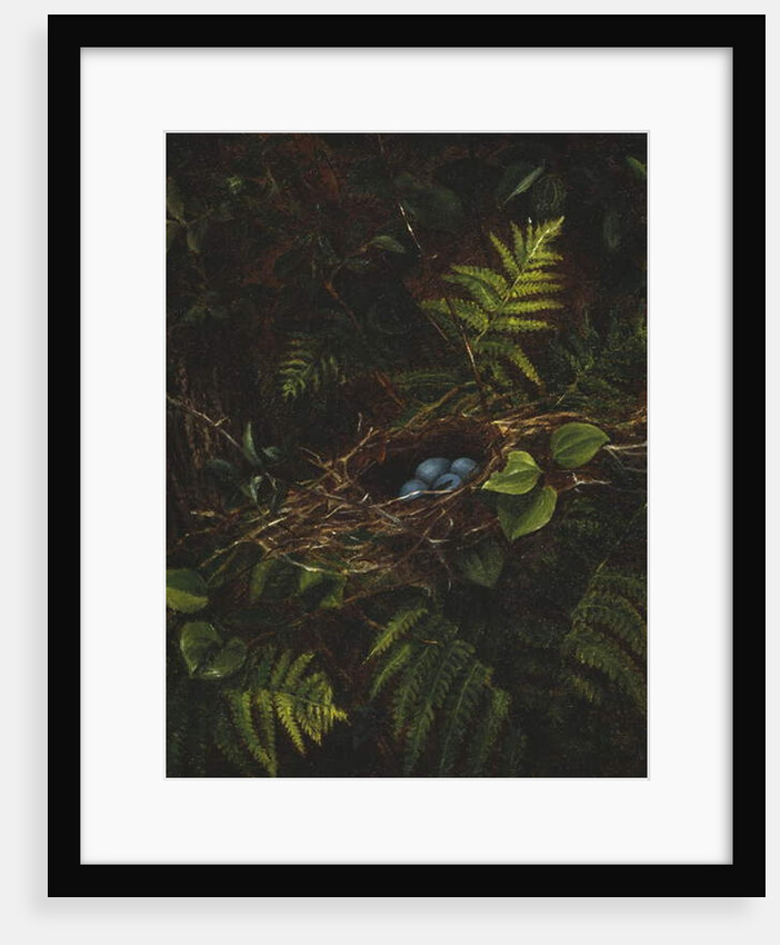 Bird's Nest and Ferns, 1863 by Fidelia Bridges