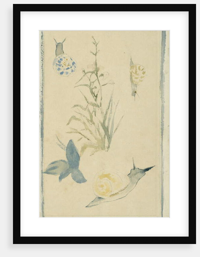 Sketches of snails, flowering plant, c.1880 by Edouard Manet