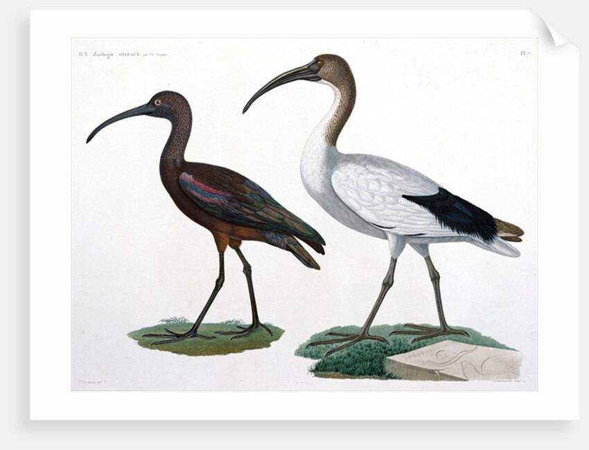 Ibises by Jules-Cesar Savigny