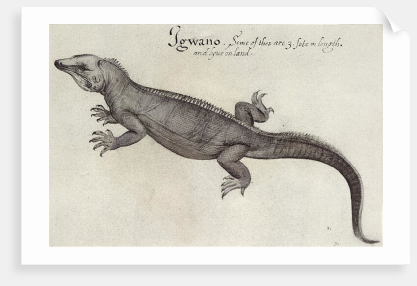 Iguana by John (after) White