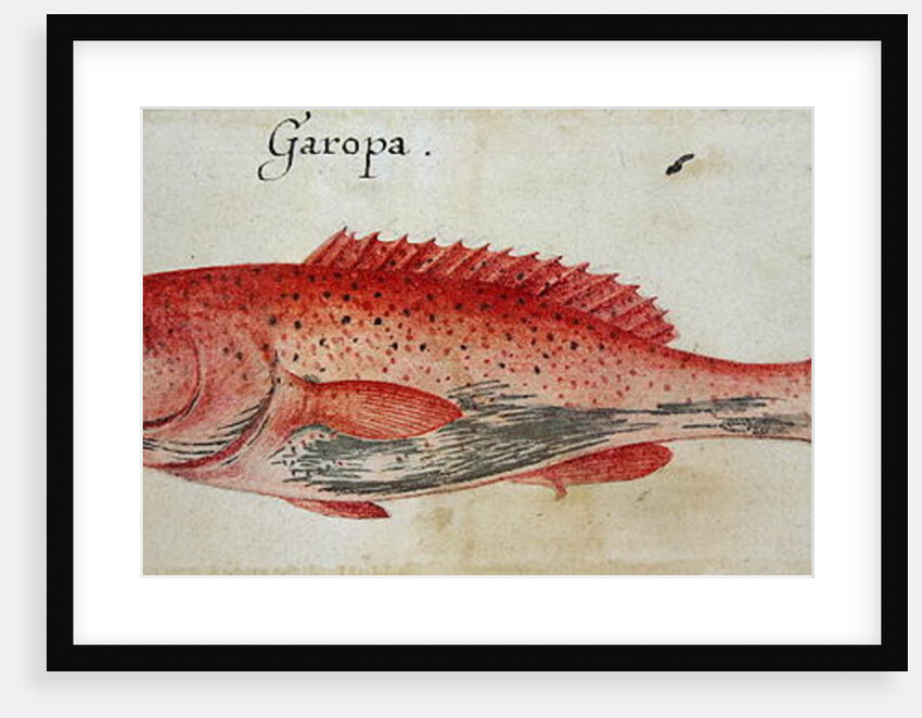 Garopa by John White