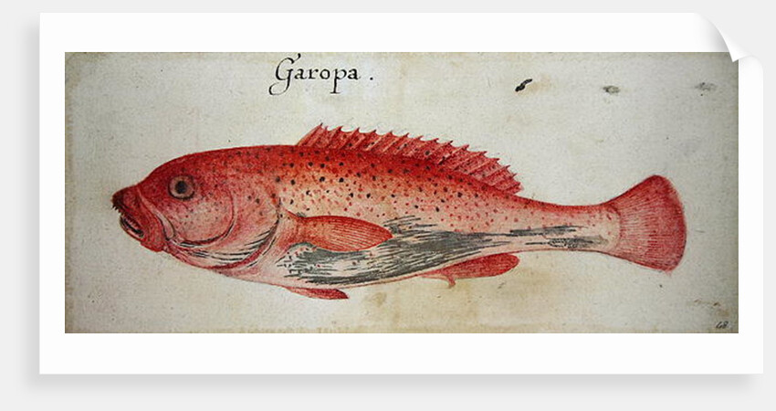 Garopa by John White