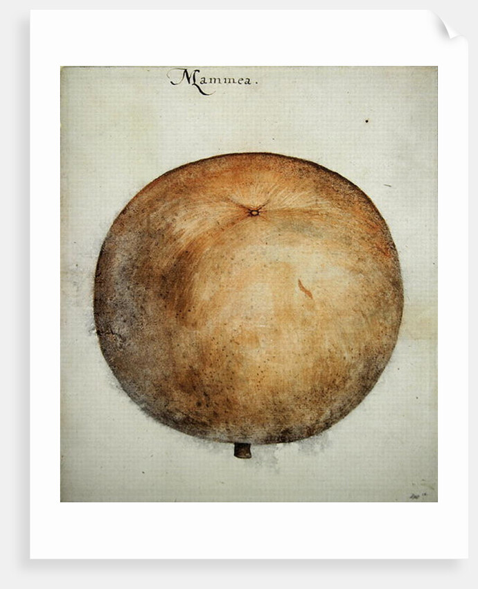 Mammea Apple by John White