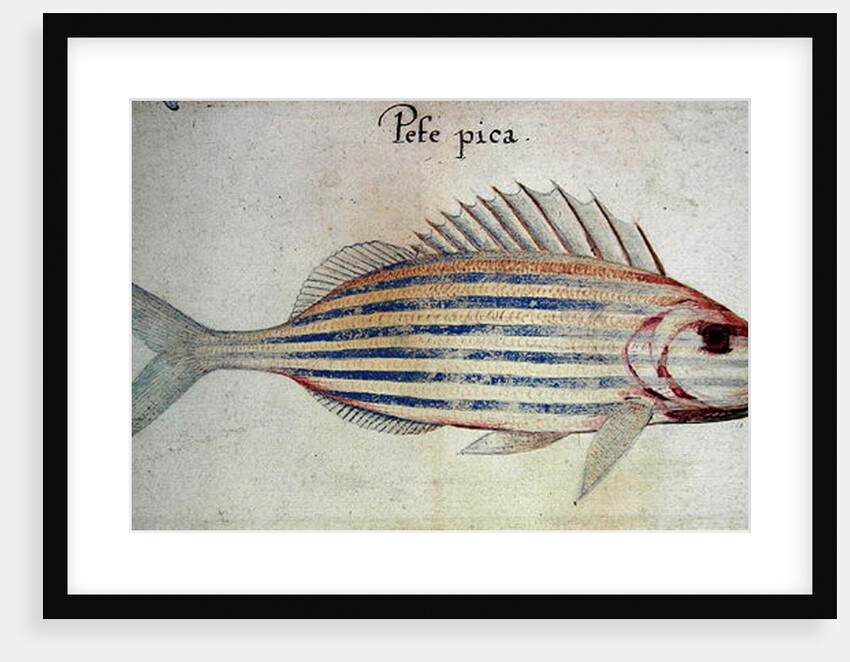 Blue striped grunt fish by John White