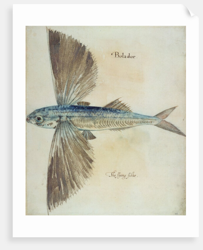 Flying-Fish by John (after) White