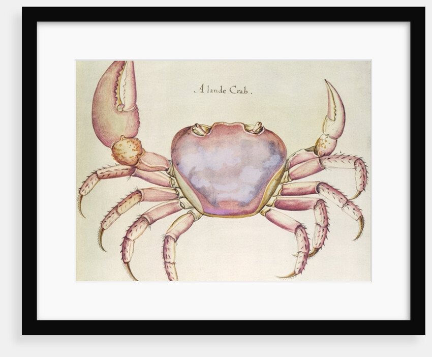 Land Crab by John (after) White