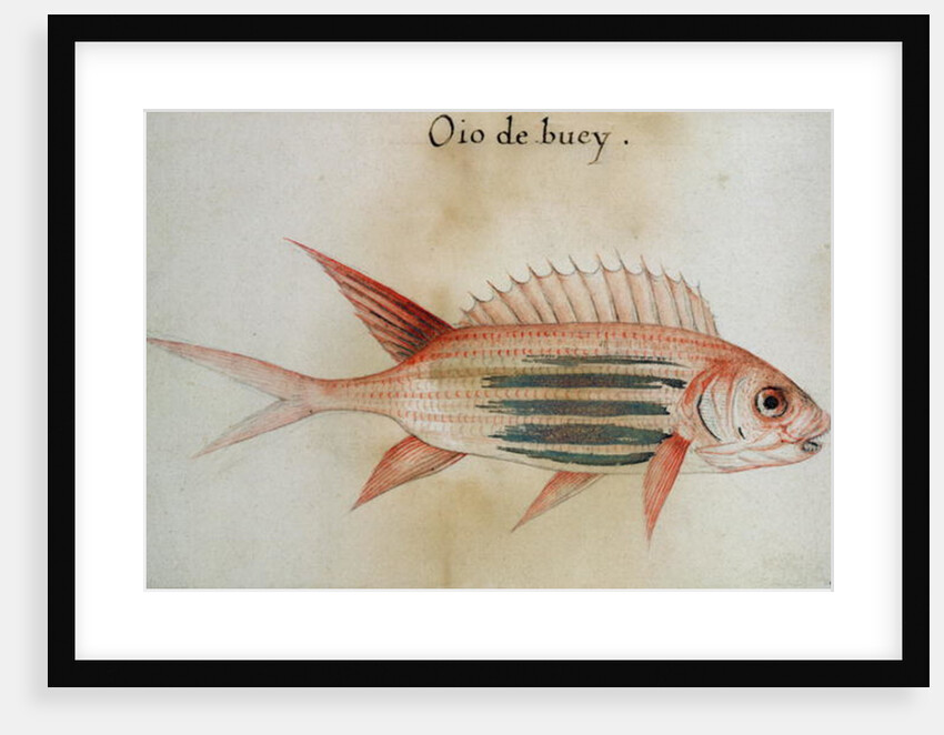 Squirrel fish or Soldier fish by John White