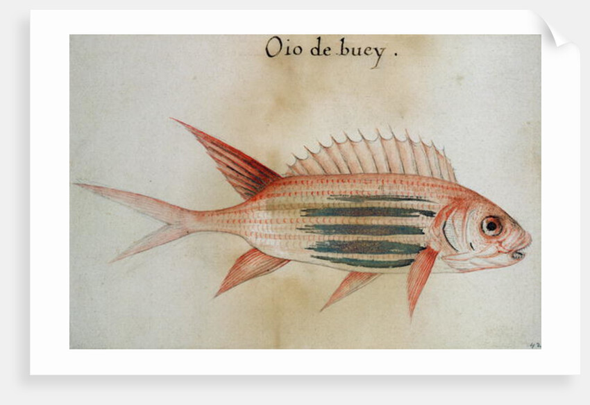 Squirrel fish or Soldier fish by John White