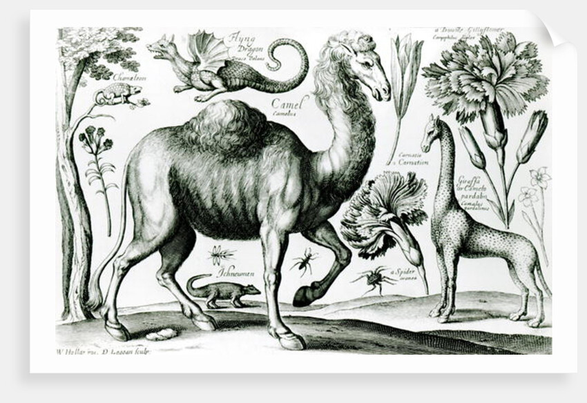 Study of Animals and Flowers by Wenceslaus Hollar