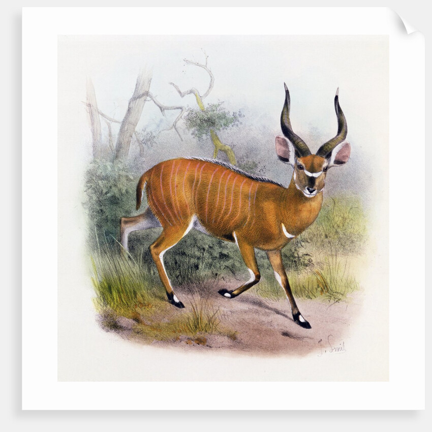 The Broad Horned Antelope by Joseph & Smit J. (fl.1870) Wolf