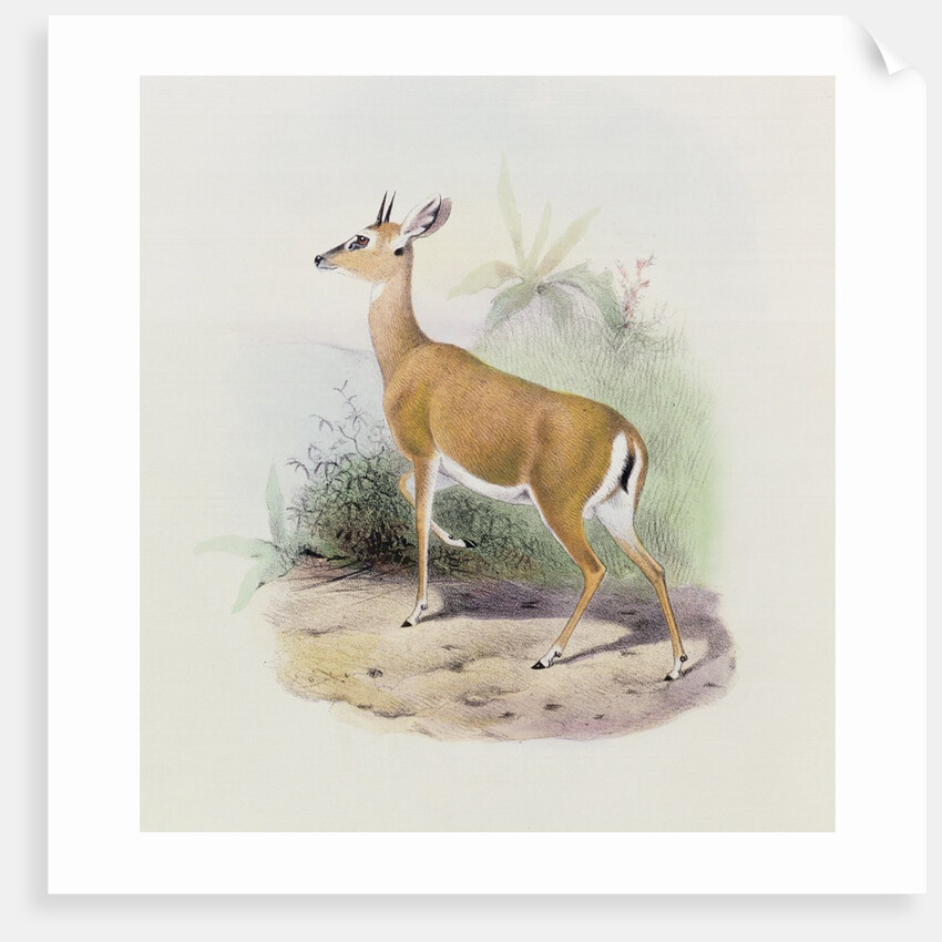 Antelope by Joseph & Smit J. (fl.1870) Wolf