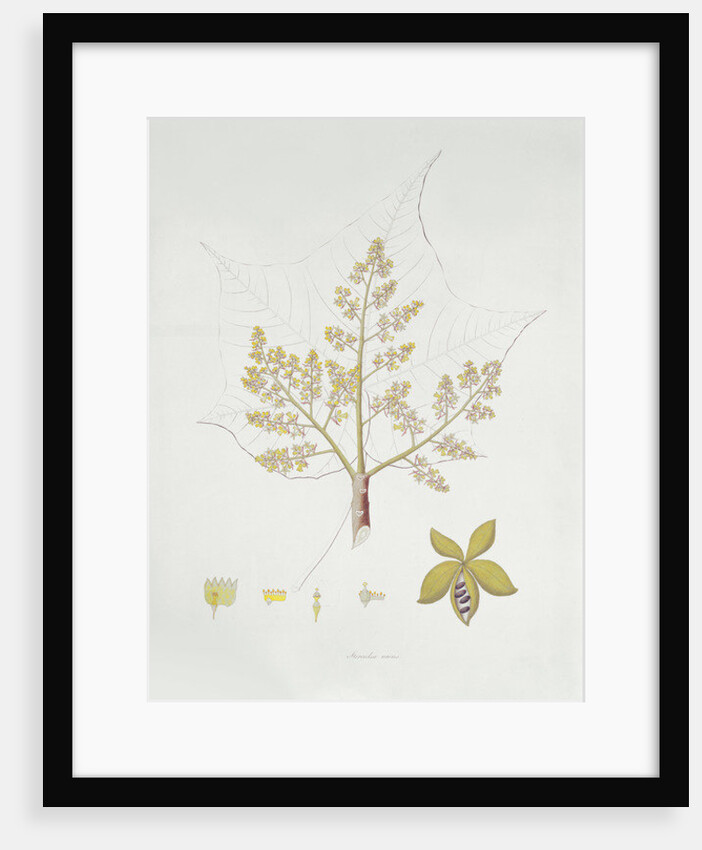 Sterculia Urens by School English