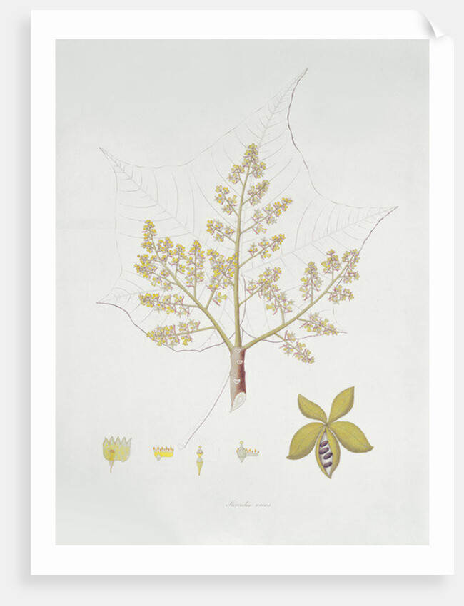 Sterculia Urens by School English