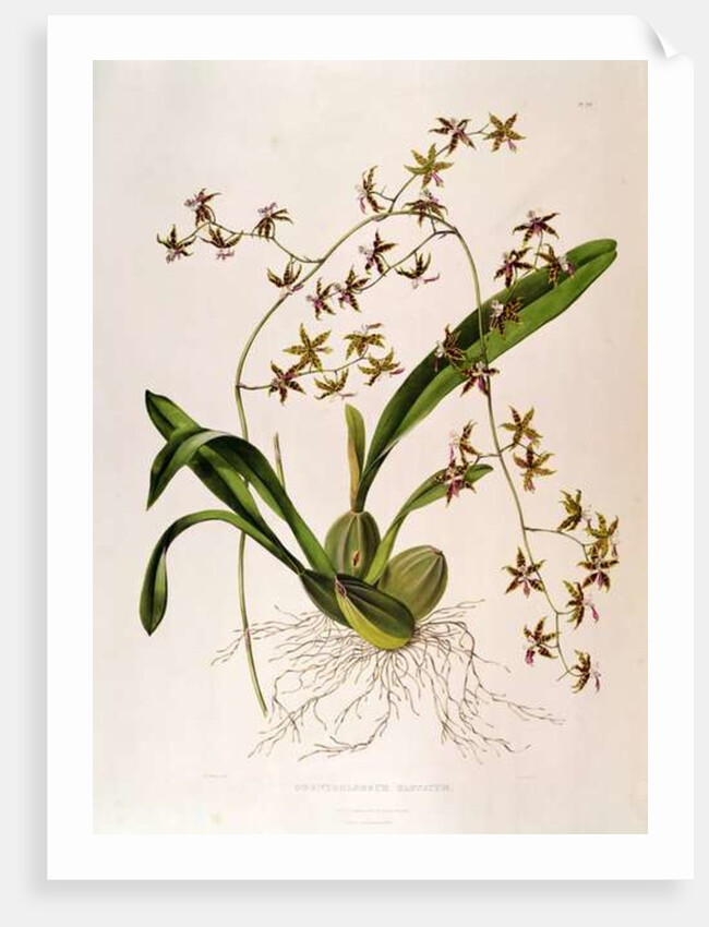 Odontoglossum Hastatum by School English