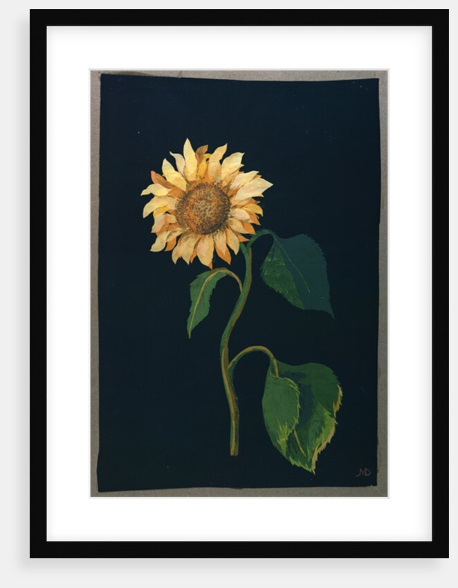 Sunflower by Mary Granville Delany