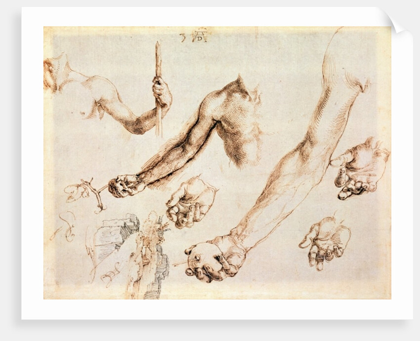 Study of male hands and arms by Albrecht Dürer or Duerer