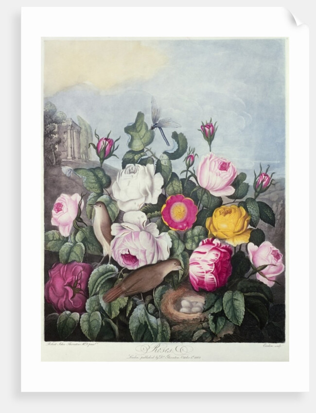 Roses by Robert John (after) Thornton
