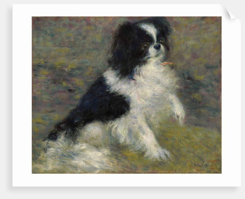 Tama, the Japanese Dog, c.1876 by Pierre Auguste Renoir