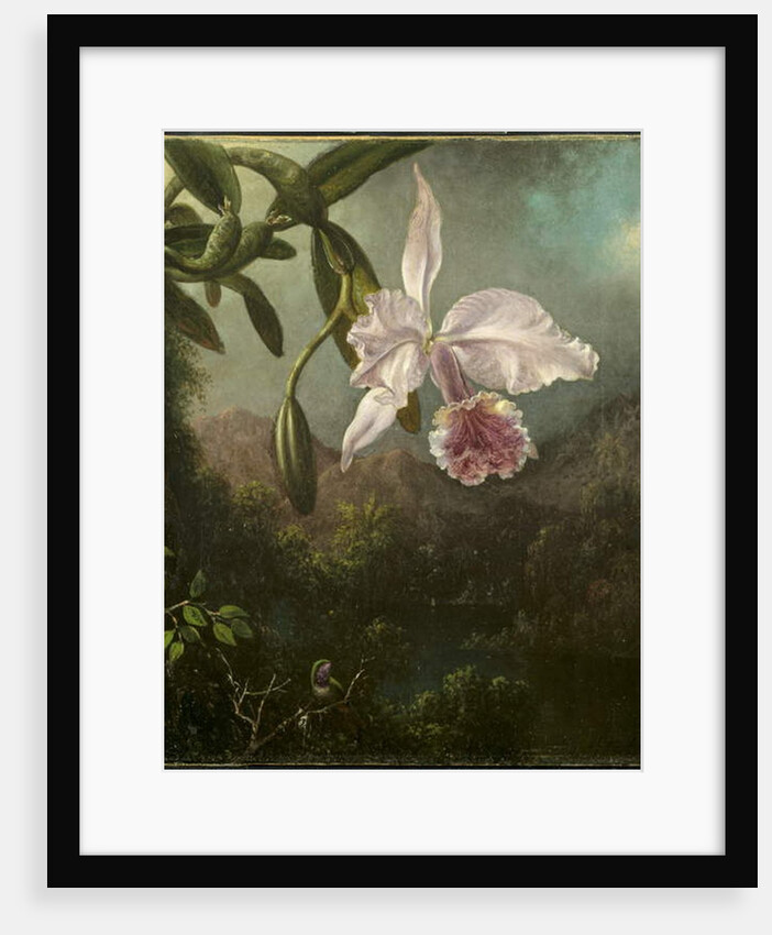 Orchid Blossoms, 1873 by Martin Johnson Heade