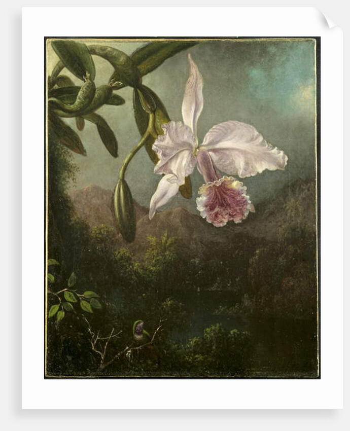 Orchid Blossoms, 1873 by Martin Johnson Heade