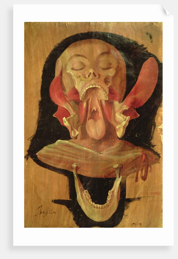 Anatomical drawing of the head by Hieronymus Fabricius ab Aquapendente