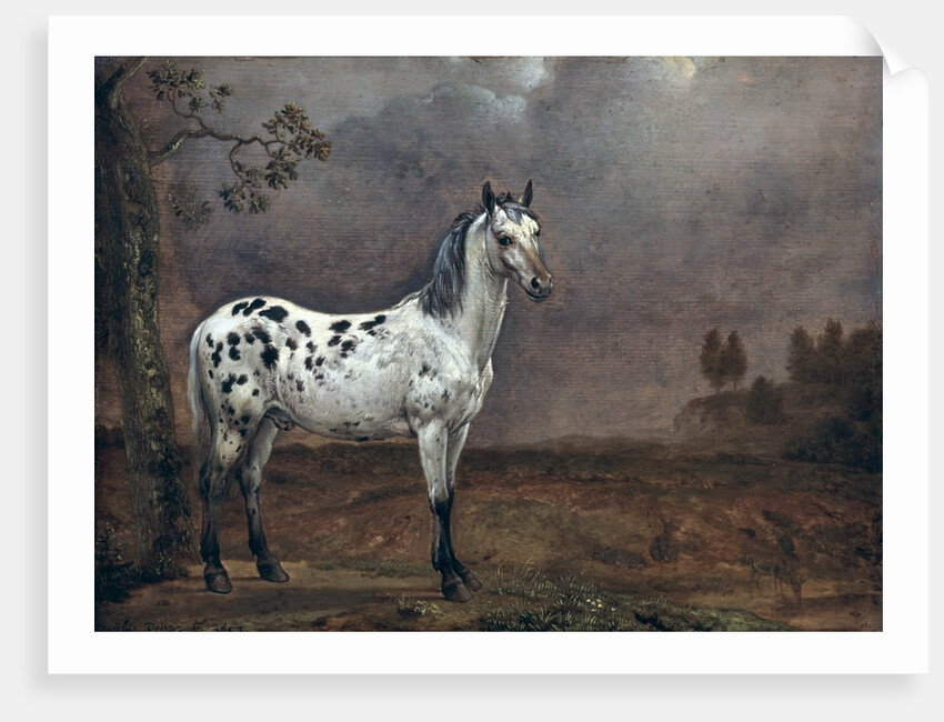 The Piebald Horse, 1653 by Paulus Potter