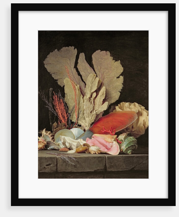 Seaweed, Lithophytes and Seashells by Anne Vallayer-Coster