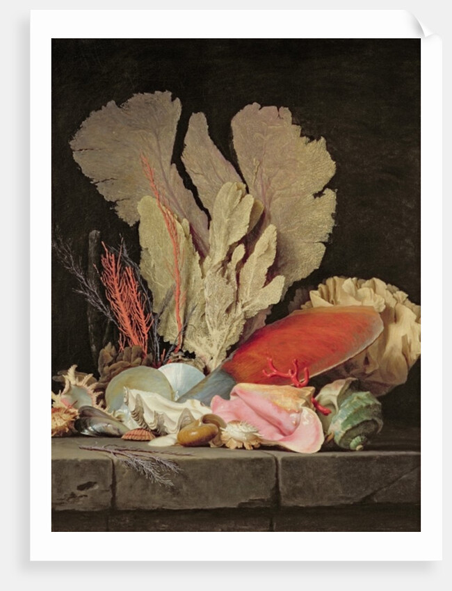 Seaweed, Lithophytes and Seashells by Anne Vallayer-Coster