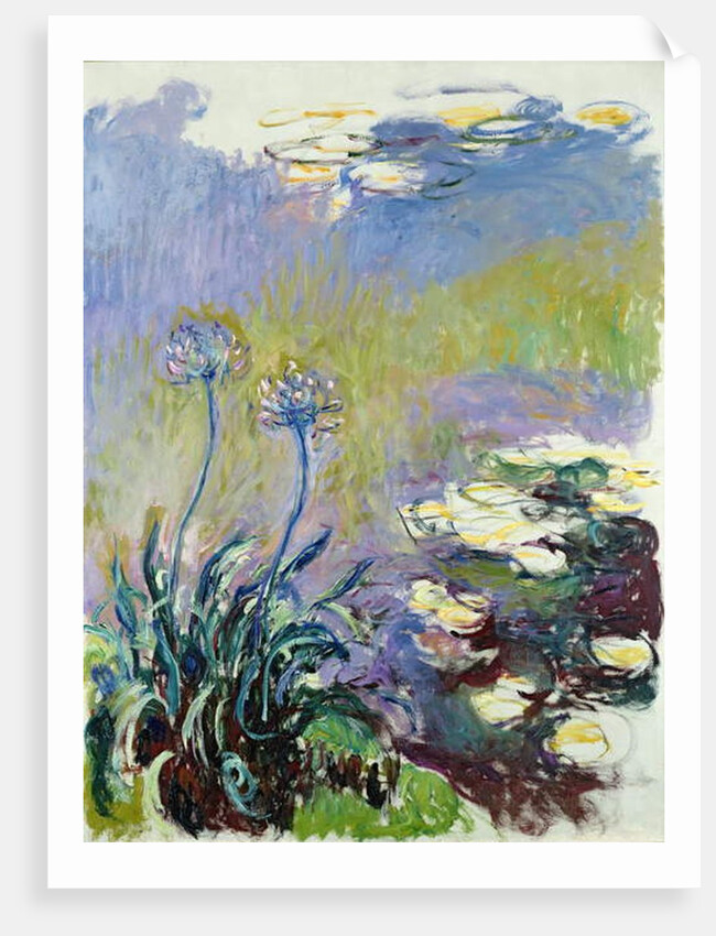 The Agapanthus, 1914-17 by Claude Monet