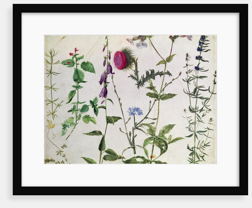 Eight Studies of Wild Flowers, 16th century by Hans Hoffmann