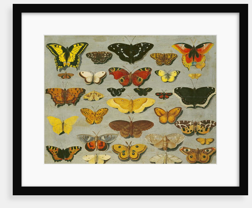 Butterflies by Flemish School