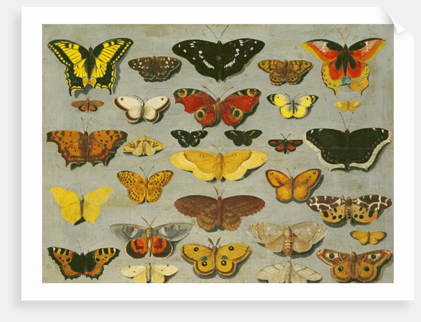 Butterflies by Flemish School