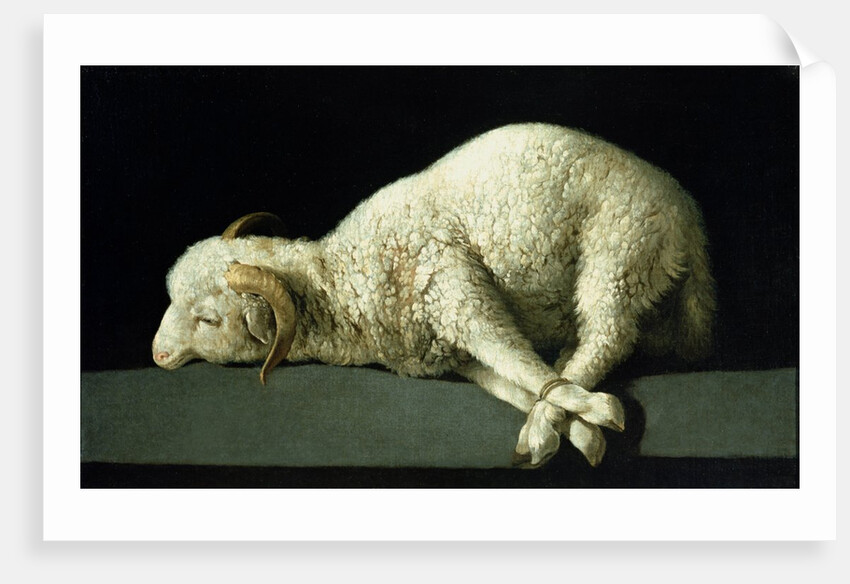Agnus Dei, c.1635-40 by Francisco de Zurbaran