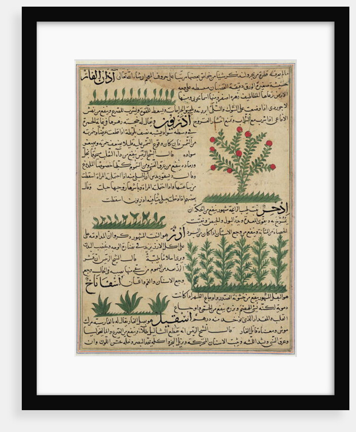 Ms E-7 fol. 142b Botanical plants by Islamic School