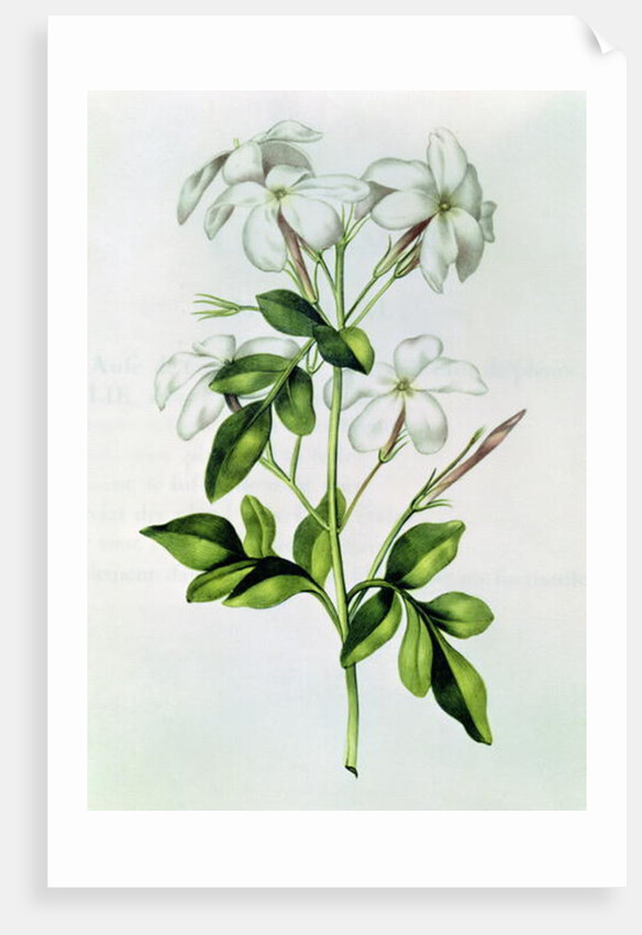 Fol.30 Jasmine by Nicolas Robert