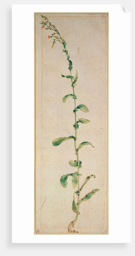 A Tobacco Plant by Albrecht Dürer or Duerer