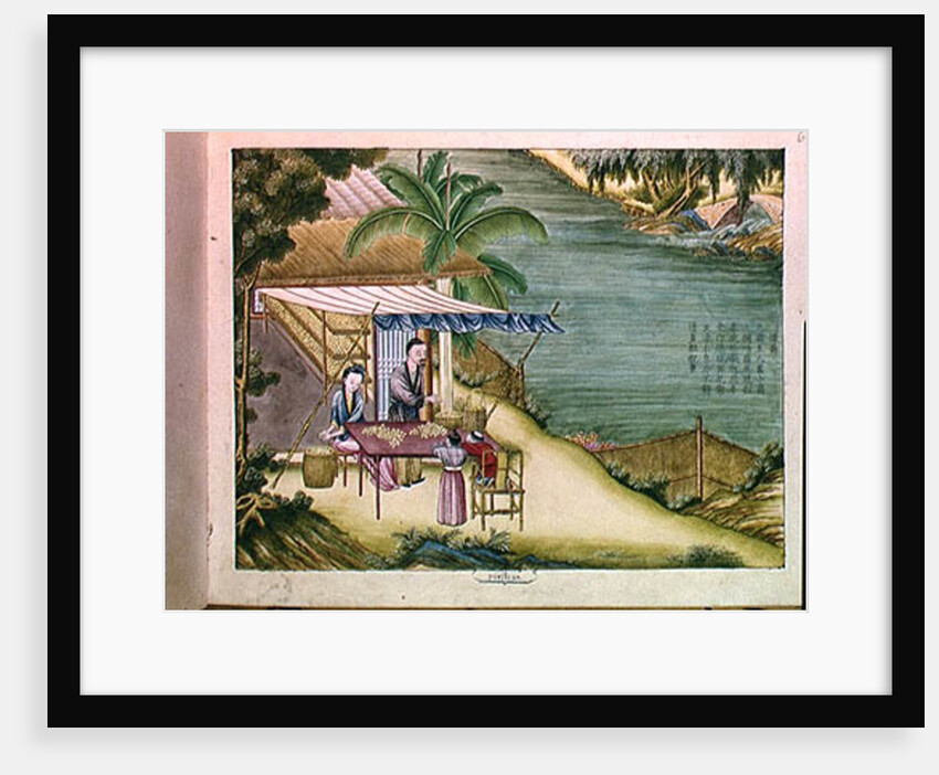 Ms 202 f.6 Sorting the Cocoons by School Chinese