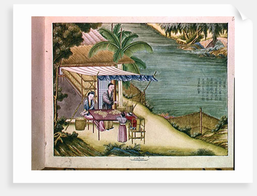 Ms 202 f.6 Sorting the Cocoons by School Chinese