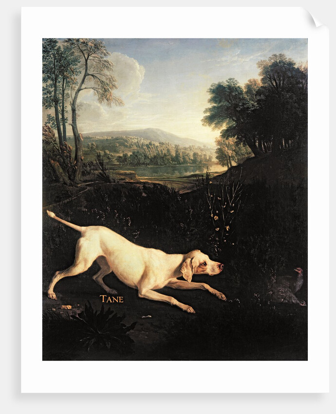Louis XIV's Dog, Tane by Alexandre-Francois Desportes
