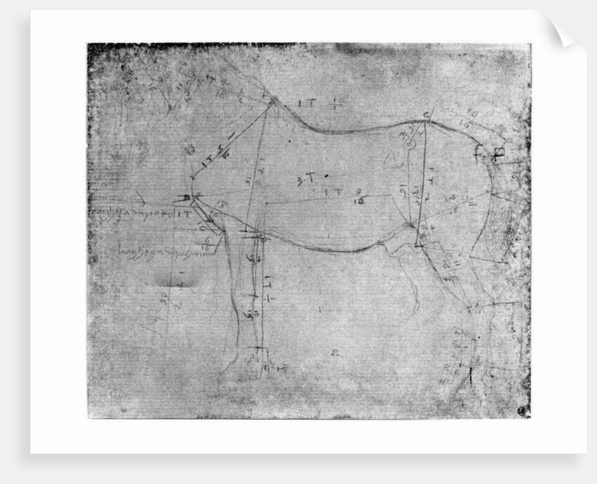 Study of a Horse by Leonardo da Vinci