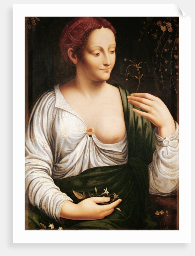 Columbine by School of Leonardo da Vinci