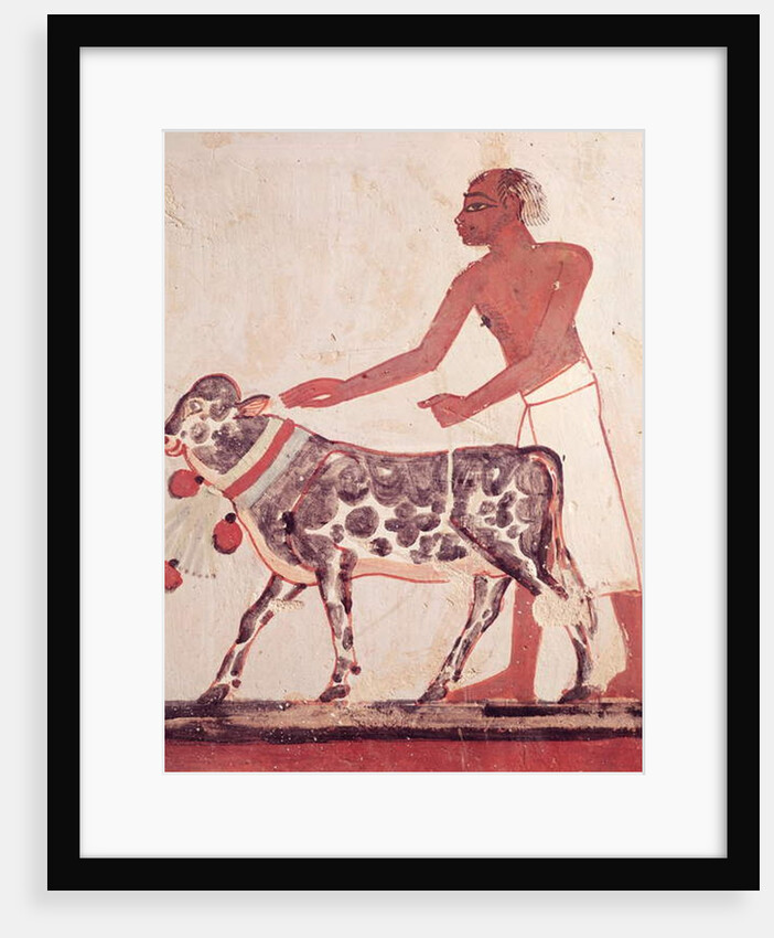 Peasant leading a cow to sacrifice by Egyptian 18th Dynasty