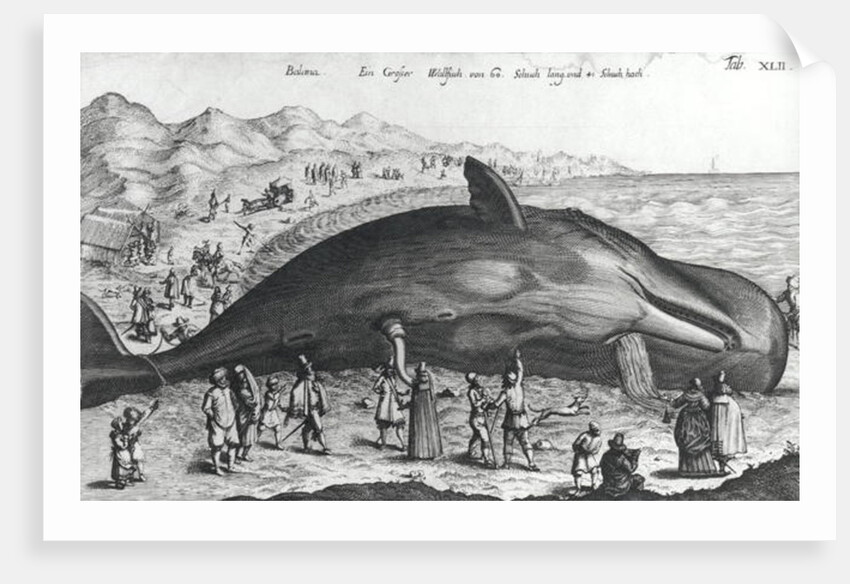 Dead whale by German School