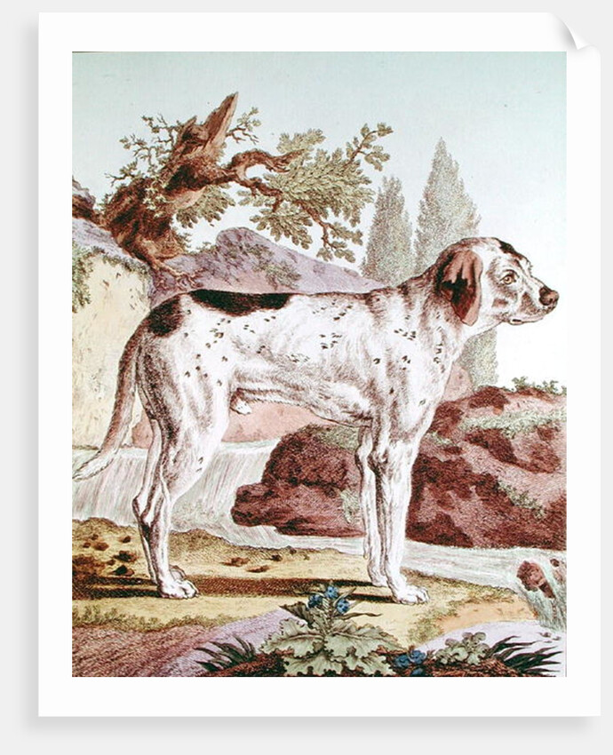 A Pointer by School French