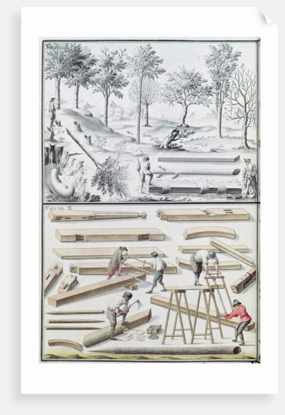 Ms 131k Different species of tree and sawing logs by Claude Masse