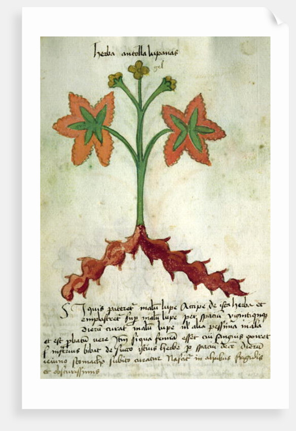 Ms 320 M Fol.13r Herba Antollas Lupanas by Italian School