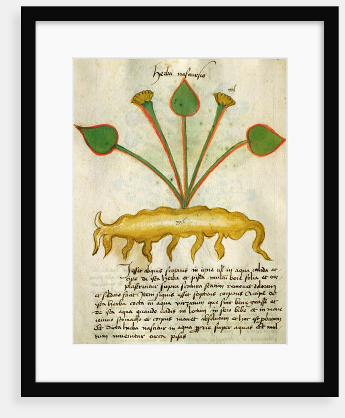 Ms 320 M Fol.29v Herba Nastrusio by Italian School