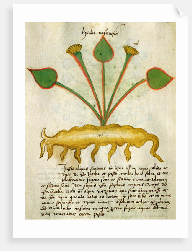 Ms 320 M Fol.29v Herba Nastrusio by Italian School