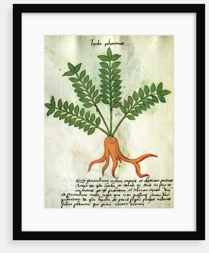 Ms 320 M Fol.31 Herba Poleximas by Italian School